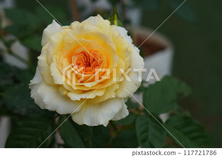 beautiful yellow rose flower on blur nature background, nature, plant, valentine, template, banner, decor, copy space 117721786
