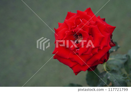 inside right, closeup red rose flower on tree on blur green background, nature, plant, valentine, template, banner, decor, copy space 117721799