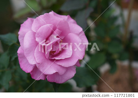 large pink rose flower on blur nature background, nature, plant, valentine, template, banner, decor, copy space large pink rose flower on blur nature background, nature, plant, valentine, template, banner, decor, copy space 117721801