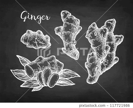 Fresh ginger root chalk sketch set 117721986