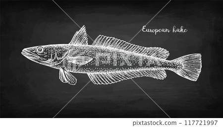 European Hake chalk sketch. European Hake chalk sketch. 117721997