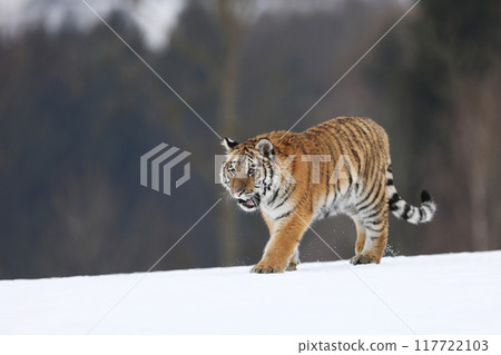 Tiger in wild winter nature, walking in the snow. Siberian tiger, Panthera tigris altaica, scene with dangerous animal. Cold winter in taiga, Russia. Tiger in wild winter nature, walking in the snow. Siberian tiger, Panthera tigris altaica, scene with dangerous animal. Cold winter in taiga, Russia. 117722103