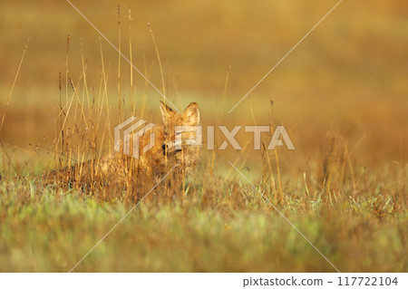 Young cub of red fox (Vulpes vulpes) sniffing on late summer meadow for prey. Wild scene from Czech republic 117722104