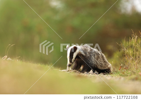 European badger (Meles meles) eat  something founded on summer meadow, Nature scene, Germany 117722108