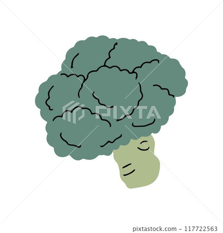 Broccoli cabbage on a white background 117722563