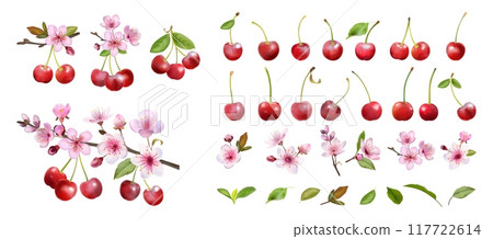 Cherry branch. Fruit berry. Pink blossom for vintage tea background. Birthday lemonade. Food and juice. Natural twig with leaves and blooms. Garden plant. Vector floral elements set Cherry branch. Fruit berry. Pink blossom for vintage tea background. Birthday lemonade. Food and juice. Natural twig with leaves and blooms. Garden plant. Vector floral elements set 117722614