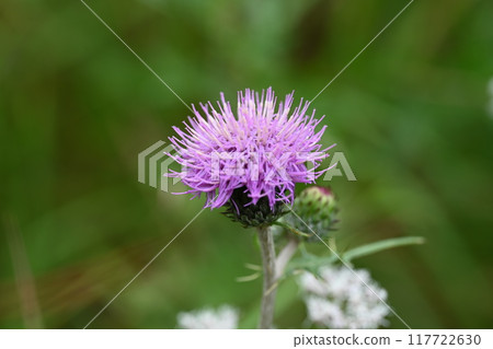 Wild thistle flowers taken on the Haruna Lake Yuusuge Trail Wild thistle flowers taken on the Haruna Lake Yuusuge Trail 117722630