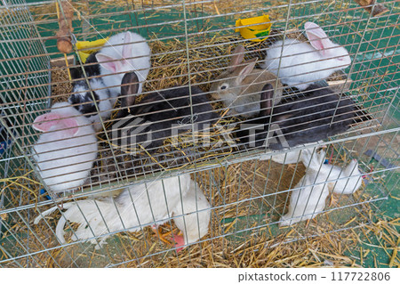 Rabbits in Cages 117722806