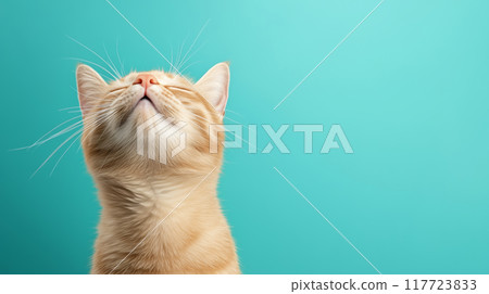 A curious orange cat gazes upwards against a turquoise backgroun 117723833