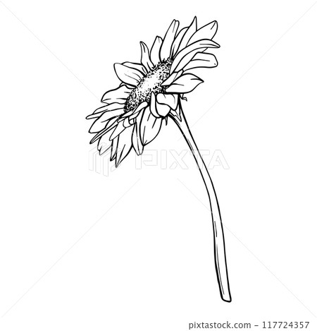 Sunflower vector flower illustration. Plant drawing in line art style. flower sketch painted by black inks. Graphics hand drawn outline element Sunflower vector flower illustration. Plant drawing in line art style. flower sketch painted by black inks. Graphics hand drawn outline element 117724357