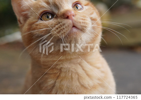 A cute kitten with painful wounds 117724365