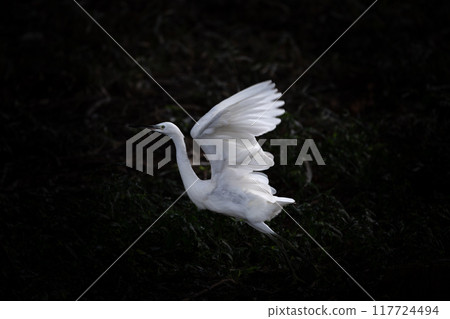一群白鷺鷥前來撫養幼鳥 一群白鷺鷥前來撫養幼鳥 117724494