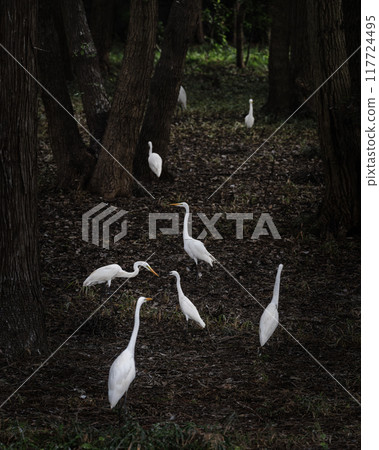 一群白鷺鷥前來撫養幼鳥 一群白鷺鷥前來撫養幼鳥 117724495