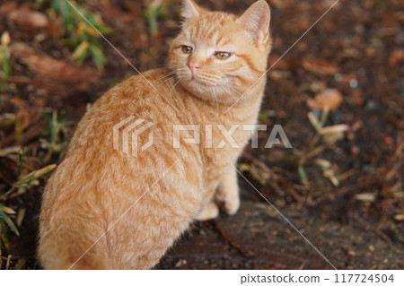 一隻小貓,有著一張非常可愛的臉,會說“嗯” 一隻小貓,有著一張非常可愛的臉,會說“嗯” 117724504