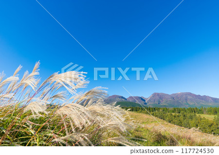 Japanese silver grass and blue sky on the Kuju Plateau (Kuju Plateau, Taketa City, Oita Prefecture) Japanese silver grass and blue sky on the Kuju Plateau (Kuju Plateau, Taketa City, Oita Prefecture) 117724530