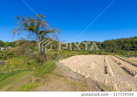 Rice fields and persimmon trees after harvest (Taketa City, Oita Prefecture) 117724594