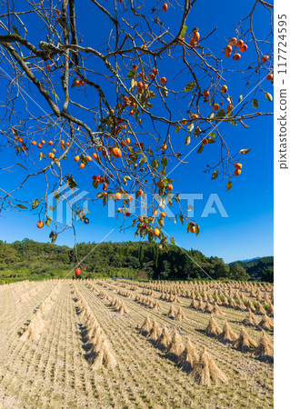 Rice fields and persimmon trees after harvest (Taketa City, Oita Prefecture) 117724595