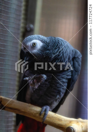 Zoo  117724724
