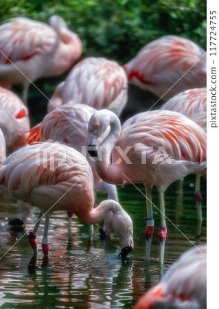 Zoo Zoo 117724755