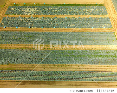 拍攝北海道江差町夏季西蘭花田的採收景色 117724856