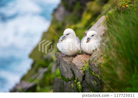 Couple of Northern Fulmar, Fulmarus glacialis birds sitting on the rock in Iceland at summer Couple of Northern Fulmar, Fulmarus glacialis birds sitting on the rock in Iceland at summer 117725011