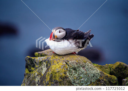 Single atlantic puffin in Iceland, animal outdoor background Single atlantic puffin in Iceland, animal outdoor background 117725012