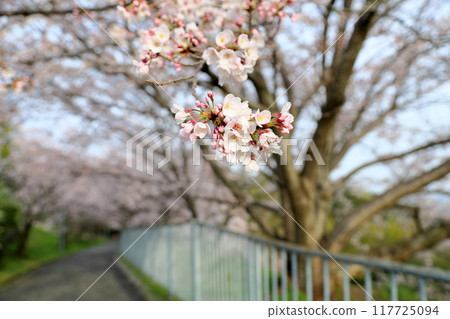 Cherry blossoms in full bloom Somei Yoshino Cherry blossoms in full bloom Somei Yoshino 117725094