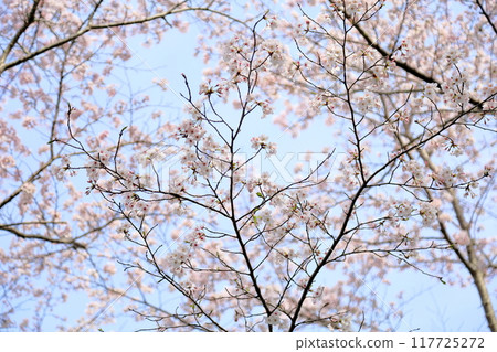 盛開的櫻花 染井吉野 盛開的櫻花 染井吉野 117725272