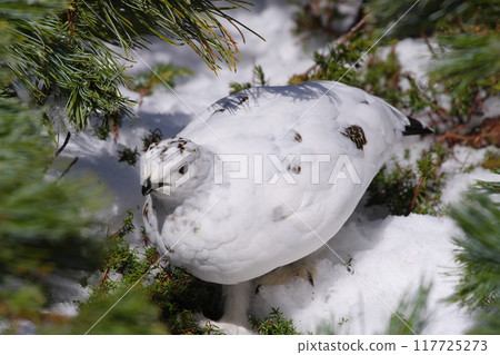 A female rock ptarmigan hiding in a cluster of pumila pines at Murododaira in Mt. Tateyama in early May A female rock ptarmigan hiding in a cluster of pumila pines at Murododaira in Mt. Tateyama in early May 117725273