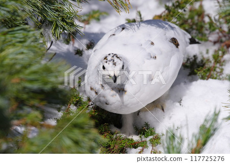 A female rock ptarmigan hiding in a cluster of pumila pines at Murododaira in Mt. Tateyama in early May 117725276