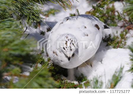 A female rock ptarmigan hiding in a cluster of pumila pines at Murododaira in Mt. Tateyama in early May A female rock ptarmigan hiding in a cluster of pumila pines at Murododaira in Mt. Tateyama in early May 117725277