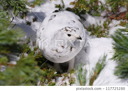 A female rock ptarmigan hiding in a cluster of pumila pines at Murododaira in Mt. Tateyama in early May A female rock ptarmigan hiding in a cluster of pumila pines at Murododaira in Mt. Tateyama in early May 117725280