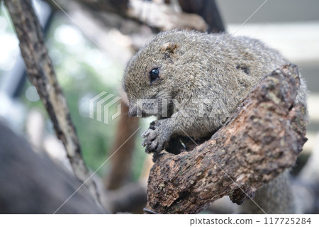 Feeding experience: Formosan squirrel eating food① 117725284
