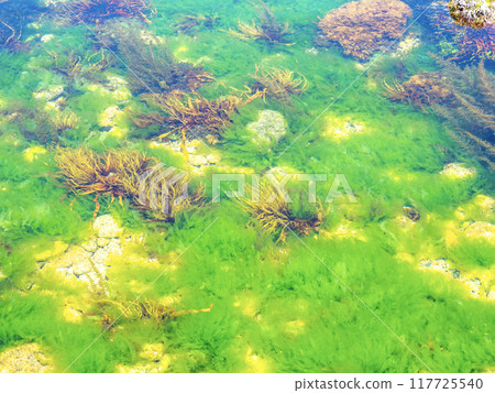 笹川流的眼鏡岩海岸的海藻（新潟縣村上市） 117725540