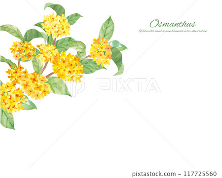 Vector illustration decorative material of osmanthus painted in watercolor 117725560