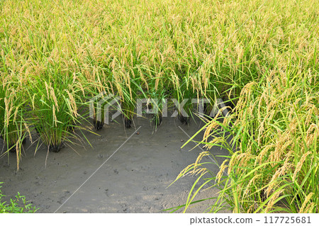 Lush golden ears of rice in a rice field waiting to be harvested, Saitama City 117725681