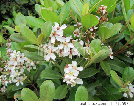 輪梅 (Sharimbai) 花 輪梅 (Sharimbai) 花 117725971
