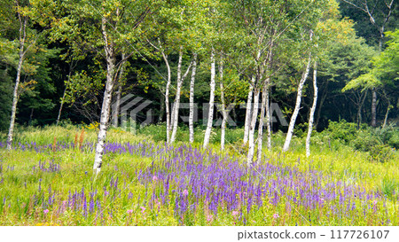Summer at Mount Nyugasa, Scenery of the Nyugasa Marshland, White Birch and Water Lilies, Fujimi Town, Nagano Prefecture, Japan 117726107