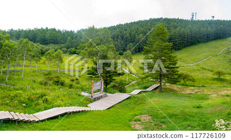 Summer at Mount Nyugasa, Scenery of the Nyugasa Marsh, Fujimi Town, Nagano Prefecture, Japan Summer at Mount Nyugasa, Scenery of the Nyugasa Marsh, Fujimi Town, Nagano Prefecture, Japan 117726109