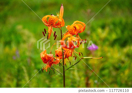 Summer at Mount Nyugasa, Scenery of the Nyugasa Marsh, Tiger lilies, Fujimi Town, Nagano Prefecture, Japan Summer at Mount Nyugasa, Scenery of the Nyugasa Marsh, Tiger lilies, Fujimi Town, Nagano Prefecture, Japan 117726110