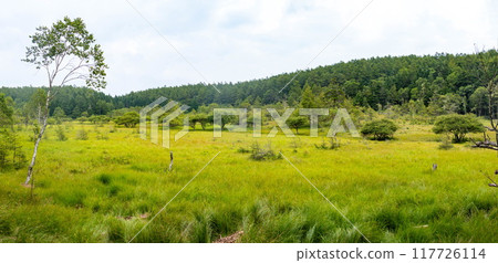 日本長野縣富士見町入笠山的夏天,大原濕地的風景 日本長野縣富士見町入笠山的夏天,大原濕地的風景 117726114