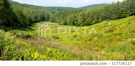 Summer at Mount Nyugasa, Scenery of the Nyugasa Marsh, Fujimi Town, Nagano Prefecture, Japan 117726117