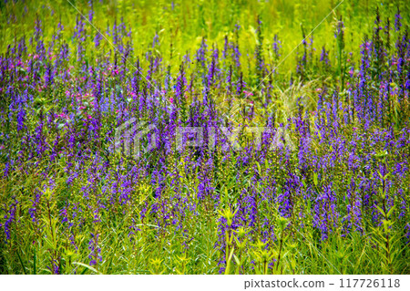 Summer at Mount Nyugasa, Scenery of the Nyugasa Marsh, Water Lilies, Fujimi Town, Nagano Prefecture, Japan 117726118