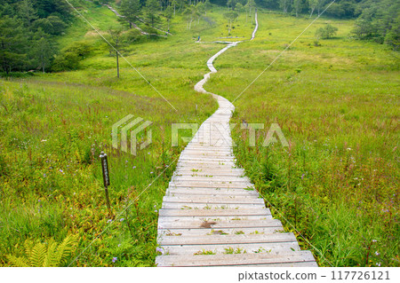 Summer at Mount Nyugasa, Scenery of the Nyugasa Marsh, Fujimi Town, Nagano Prefecture, Japan Summer at Mount Nyugasa, Scenery of the Nyugasa Marsh, Fujimi Town, Nagano Prefecture, Japan 117726121