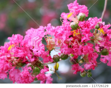 Red Crape Myrtle Flowers in Autumn Park 117726129