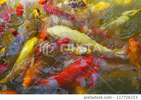 fancy carp or koi fish in pond 117726153