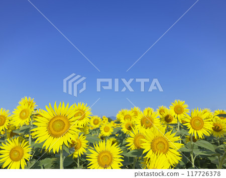 盛夏的向日葵田 117726378