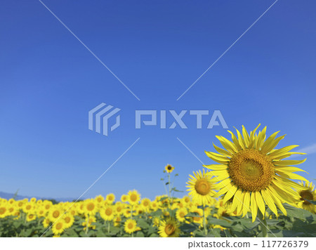 盛夏的向日葵田 117726379