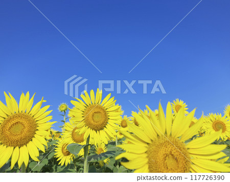 盛夏的向日葵田 117726390