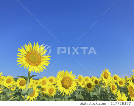 Sunflower field in midsummer Sunflower field in midsummer 117726397
